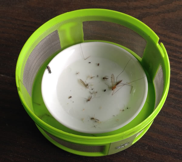 Viatek Mosquito Trap - Does It Work?
