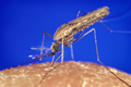 Anopheles mosquito - a vector of malaria