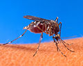 Aedes albopictus