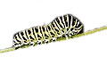 caterpillar