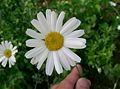 Natural pyrethrum from Chrysantehemums