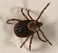 dog tick