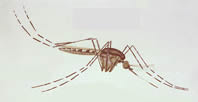 American Gallinipper Mosquito Psoraphora Ciliata