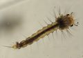 mosquito larvae